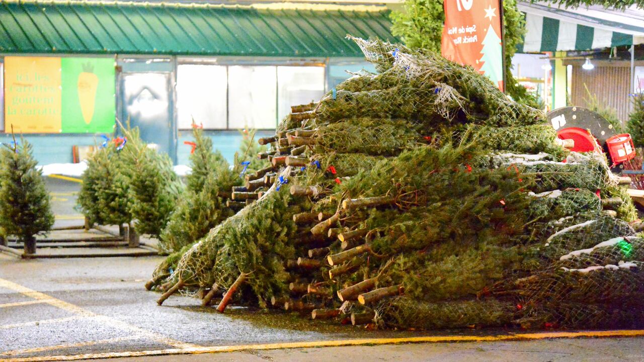 Christmas Tree Removal Service In Beaverton
