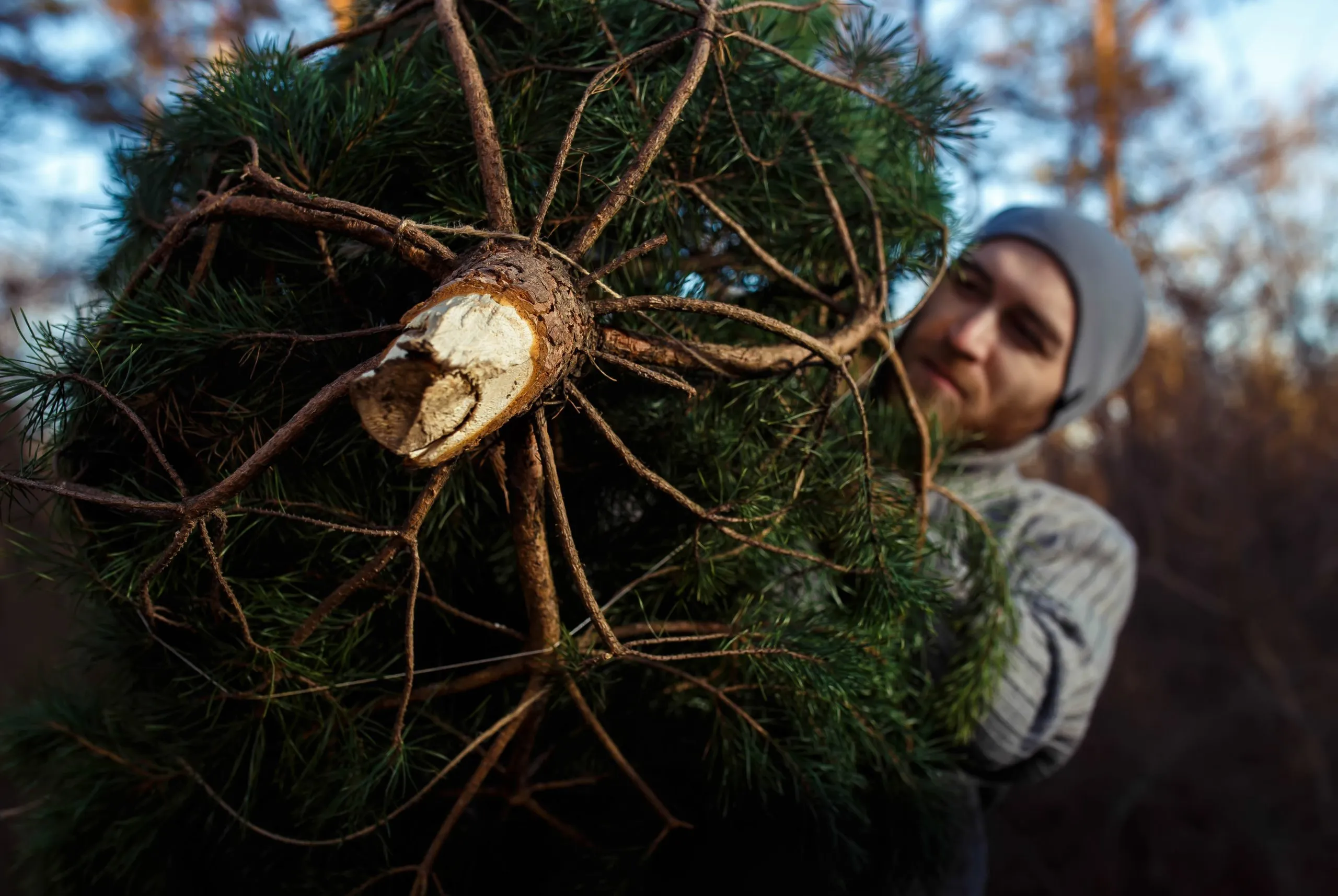 Christmas Tree Removal Service In Beaverton