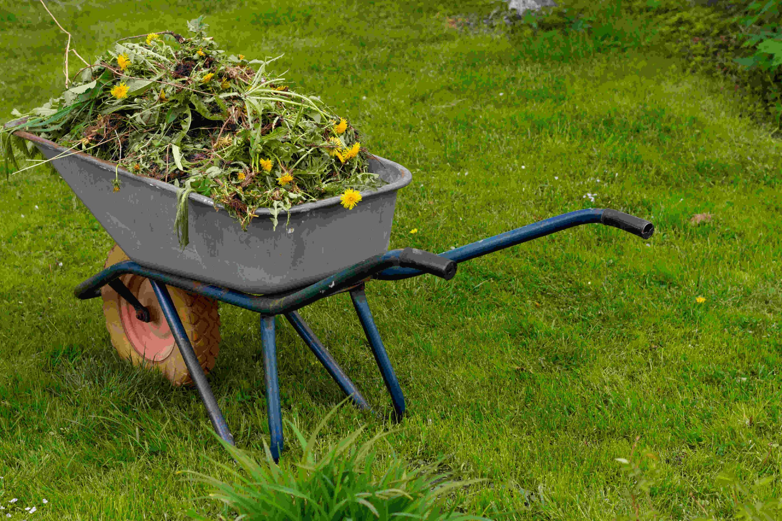 Yard Waste Pickup and Disposal Service In Beaverton