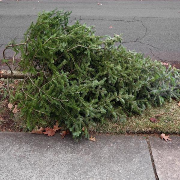 Christmas Tree Removal Service In Beaverton