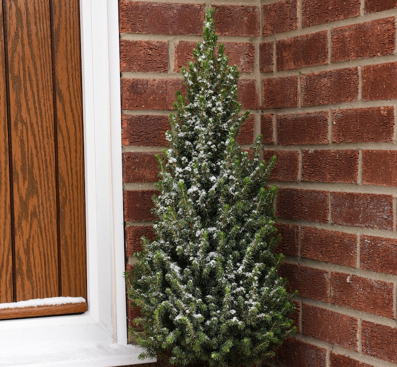 Christmas Tree Removal Service In Beaverton